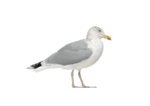 Silbermöwe - Vögel in Europa