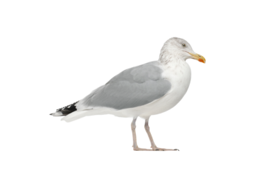 Silbermöwe