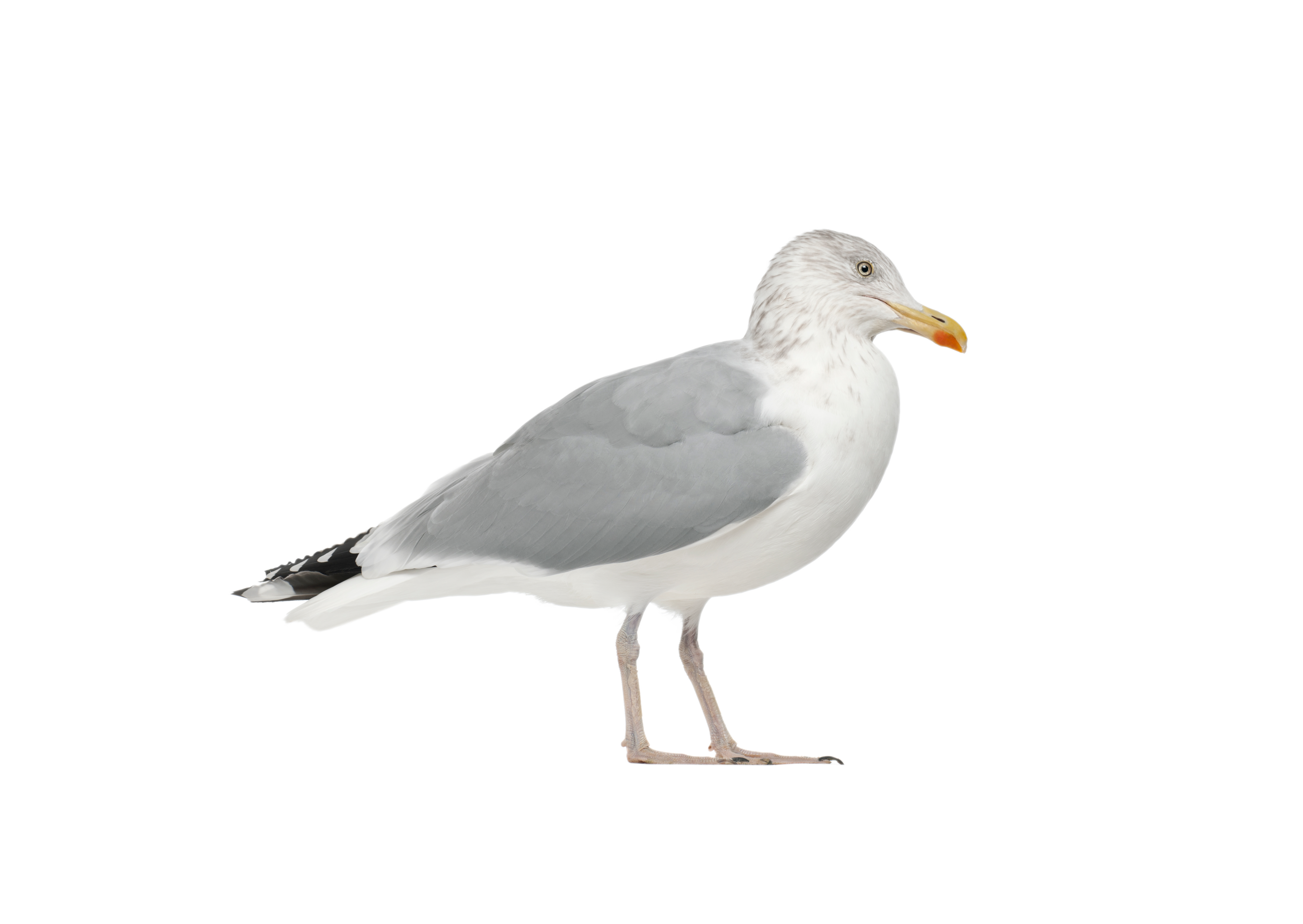 Silbermöwe - Vögel in Europa