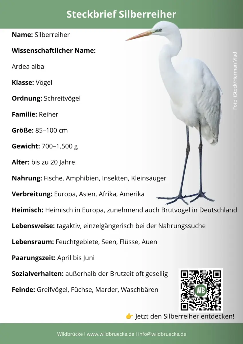 Silberreiher Steckbrief