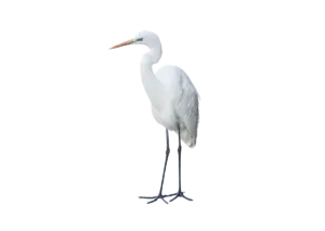 Silberreiher - Vögel in Europa