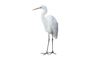 Silberreiher