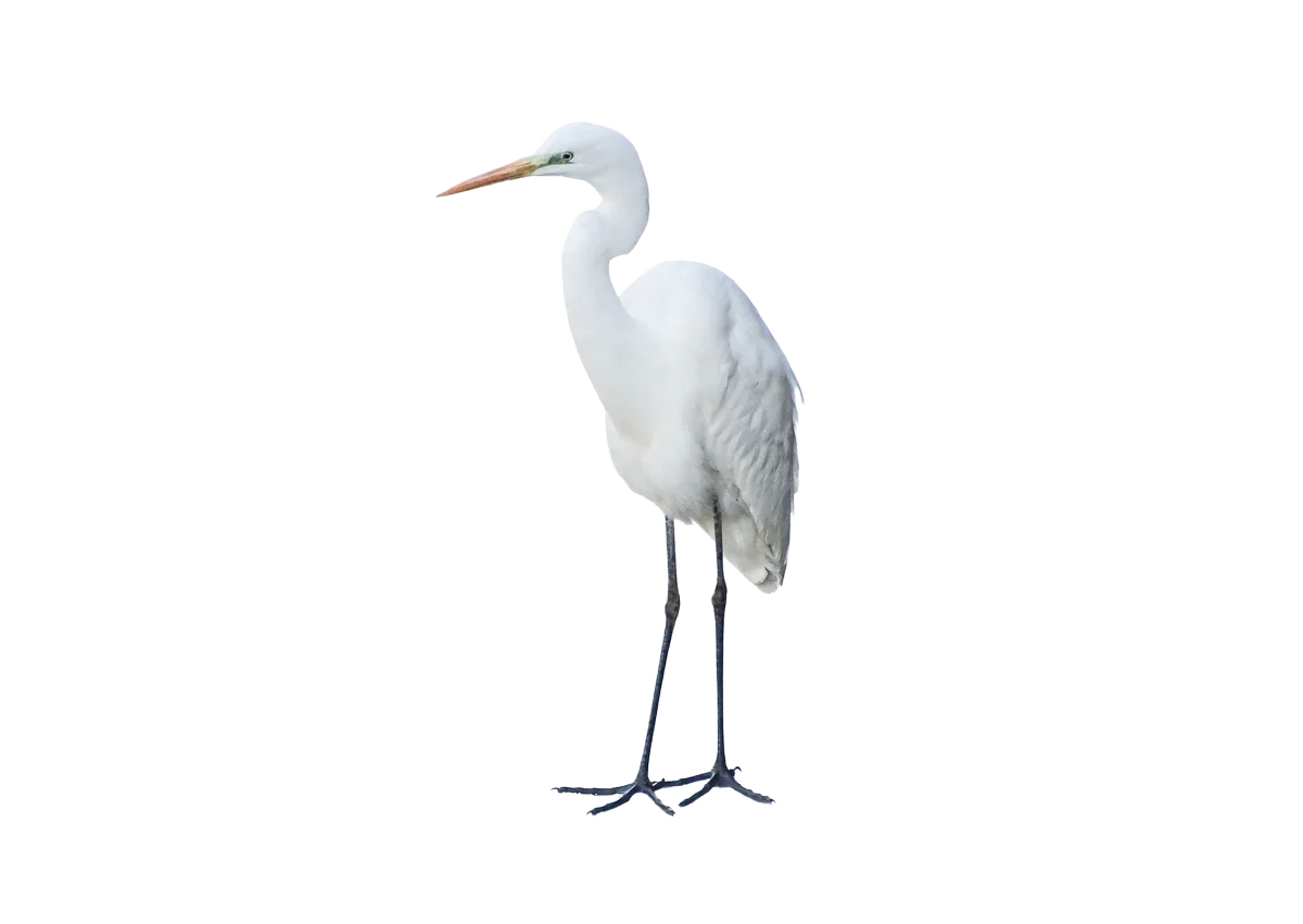 Silberreiher - Vögel in Europa