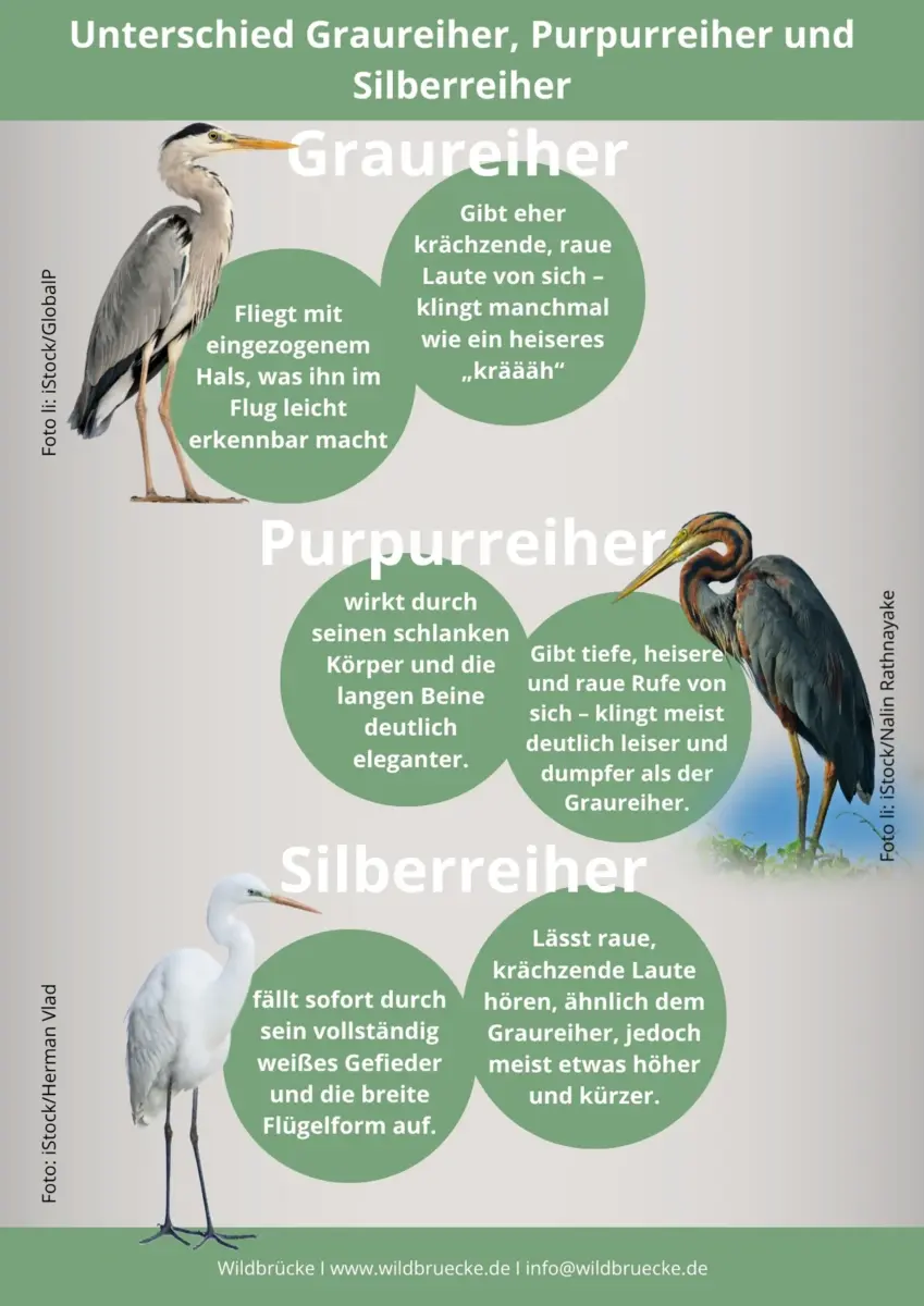 Unterschied Graureiher und Purpurreiher und Silberreiher