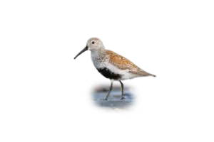 Alpenstrandläufer - Vögel in Europa