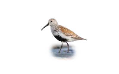 Alpenstrandläufer