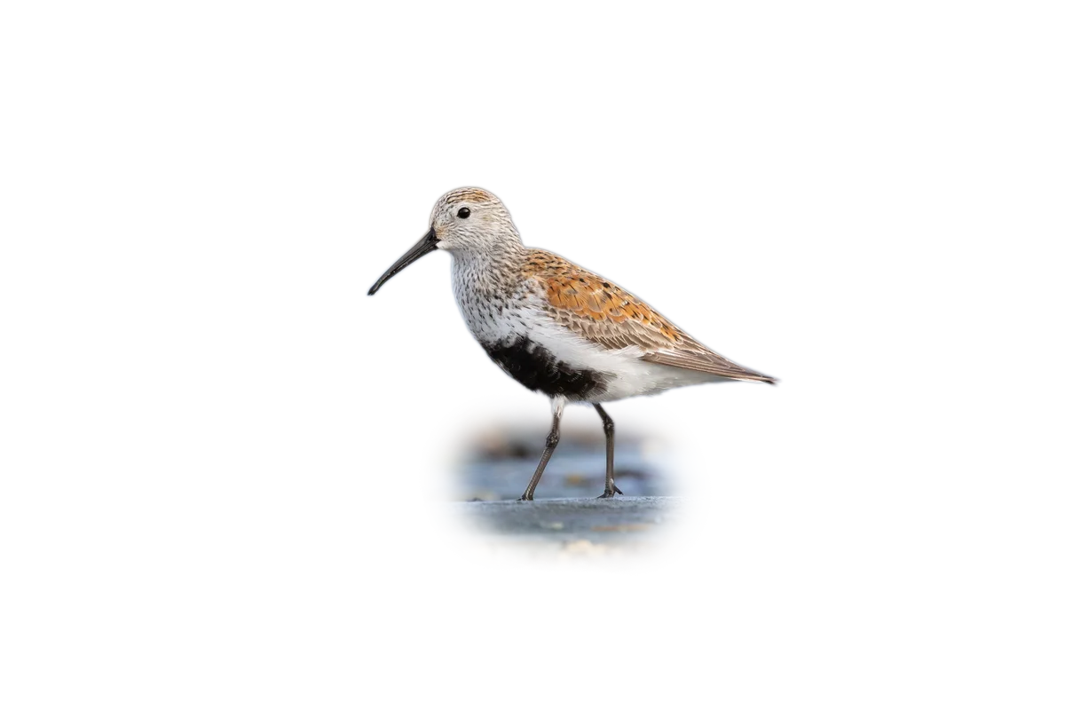 Alpenstrandläufer - Vögel in Europa