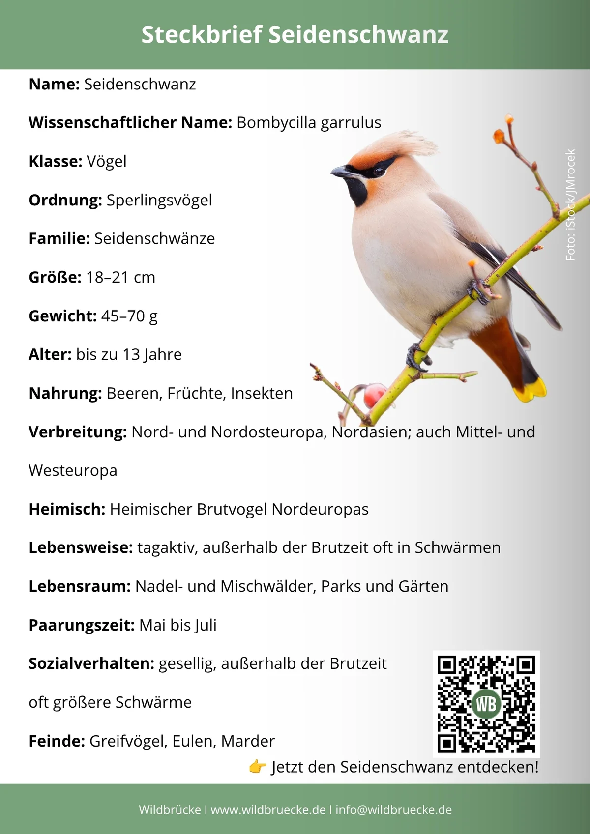 Seidenschwanz-Steckbrief