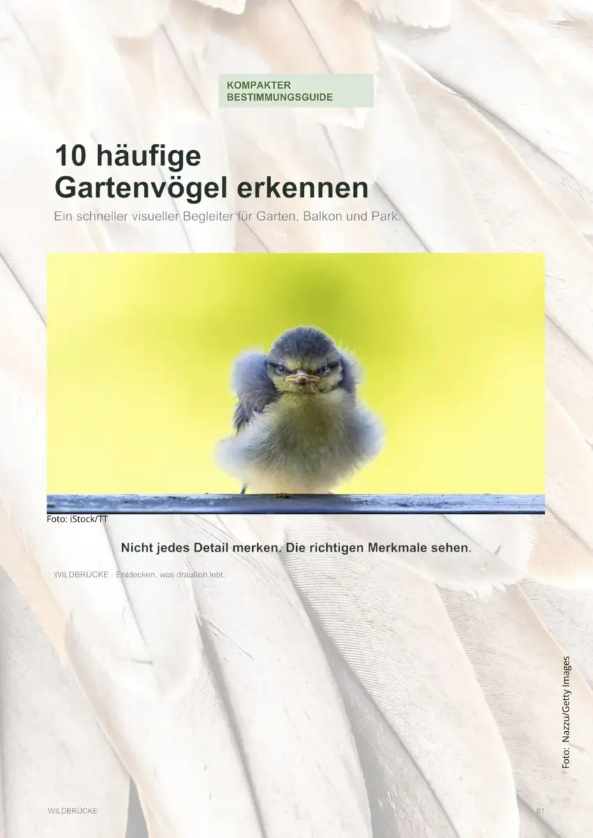 Gartenvogel-Guide auf VogelFinder