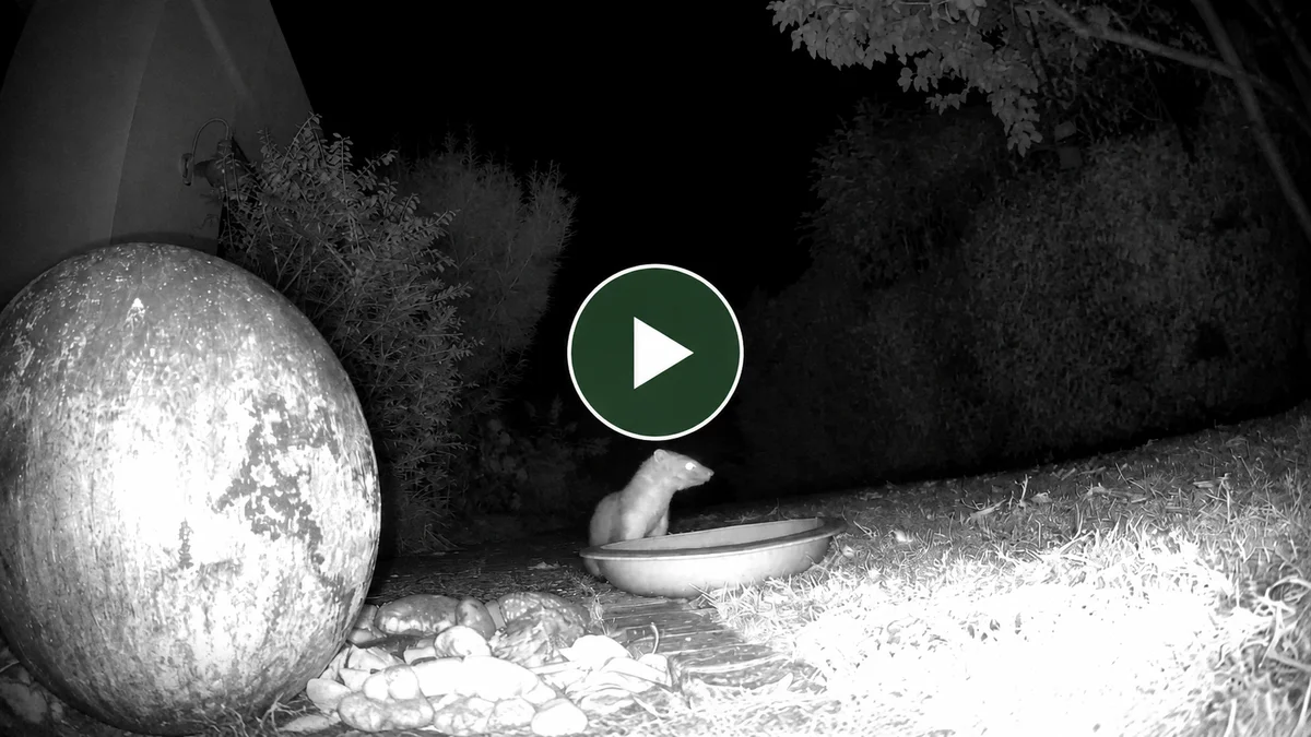 Wildtiermomente auf Vogelfinder und Wildtierfinder
