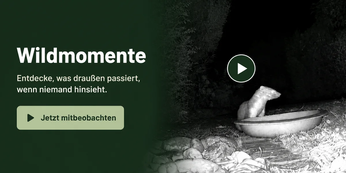 Wildtiermomente auf Vogelfinder und Wildtierfinder
