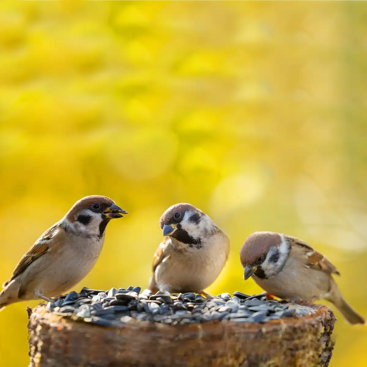 Welche Vögel fressen Sonnenblumenkerne?